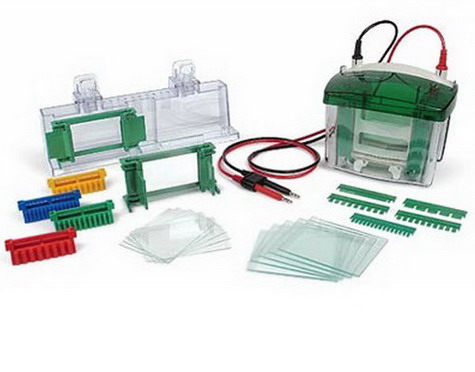 Bio-rad美國伯樂Mini-PROTEAN Tetra Cell小型垂直電泳槽，1-2塊，厚0.75mm凝膠1658002