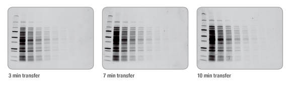 BIO-RAD Trans-Blot&reg;Turbo美國(guó)伯樂(lè)全能型蛋白轉(zhuǎn)印系統(tǒng)1704150