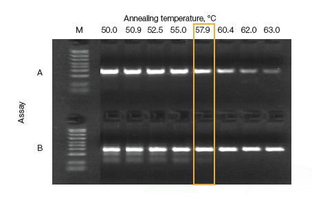 Bio-rad伯T100 PCR儀，1861096梯度pcr